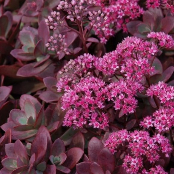 Sedum Firecracker Other - 5 Live Perennial Sedum SunSparkler® 'Firecracker' Stonecrop Plants Flowers